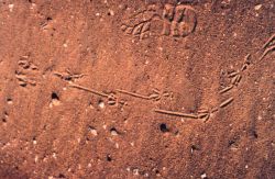 Footprints in the sand Image