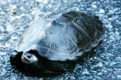 A female diamondback terrapin, probably looking for a good place to deposit her eggs. Image