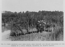 Salt reed grass, rose mallow, and swamp milkweed on the border of a tidal stream, Chaptico, St Image