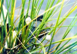 Marsh snails, Littorina littorina. Image
