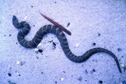 A young Northern Water Snake. Image