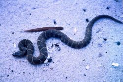A young Northern Water Snake. Image