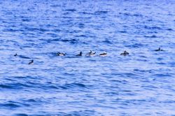 A flock of Buffleheads cruising the Patuxent River. Image