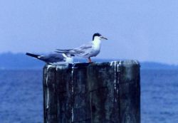 Possibly Forster's Tern perched on a piling. Image