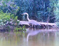 A Great Blue Heron on the banks of the Patuxent River. Image