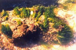 Green algae growing on a rock in the shallows of the Patuxent River. Image