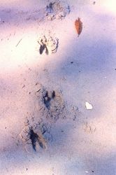 Deer tracks on the beach. Image