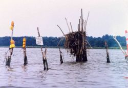 Pound net posts are taken over by osprey, who built their home there. Image