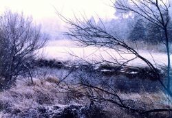 A snowy winter day in the marsh. Image