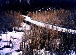 Snow in the marsh. Image