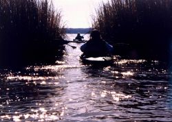 Paddling through the Patuxent marshes on a bright winter's day Image