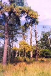 Pine barren. Image