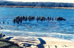 Pier pilings from the old Holland Cliffs Steamboat landing along the Patuxent River. Image