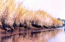 Erosion along a Patuxent River marsh area has created a series of arches. Image