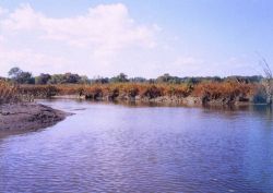 A Patuxent River marsh in the fall. Image