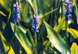 Flowers of the pickerel weed (Pontederia cordata.) Image