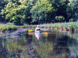 Paddling in Black Swamp Creek. Image