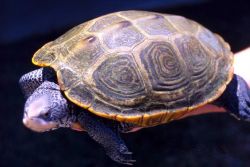 Adult female diamondback terrapin, Malachlenys terrapin. Image