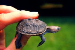 Baby diamondback terrapin, Malachlenys terrapin. Image