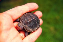 Baby diamondback terrapin, Malachlenys terrapin. Image