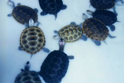 Female diamondback terrapins, Malachlenys terrapin. Image