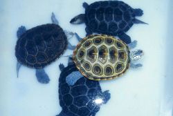 Female diamondback terrapins, Malachlenys terrapin. Image