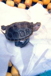 Baby diamondback terrapin, Malachlenys terrapin. Image