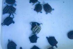 Maryland terrapins being raised as part of a conservation effort. Image