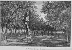A Florida Orange Grove - in 