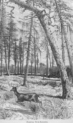 Florida Pine-Barrens - in 