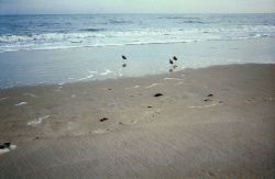 Shore birds looking for dinner in the swash from the surf. Image