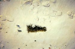 Algae cast upon the shore. Image