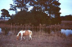 A budding Misty of Chincoteague grazes on Assateague Island. Image