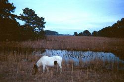 A budding Misty of Chincoteague grazes on Assateague Island. Image