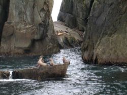 Sea Lions at the Chiswell Islands National Wildlife Refuge Image