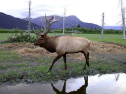 An elk on a game preserve. Image