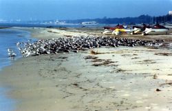 A large mixed-species flock of shore birds on a Gulf of Mexico beach. Image