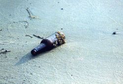 A barnacle encrusted beer bottle washed up on the shore. Image