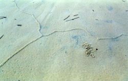 Pencil-sized tunnels caused by some type of burrowing animal caused a series of hieroglyphic appearing designs on the beach Image
