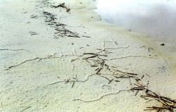 Pencil-sized tunnels caused by some type of burrowing animal caused a series of hieroglyphic appearing designs on the beach. Image