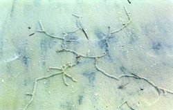 Pencil-sized tunnels caused by some type of burrowing animal caused a series of hieroglyphic appearing designs on the beach. Image