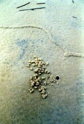 Pencil-sized tunnels caused by some type of burrowing animal caused a series of hieroglyphic appearing designs on the beach Image