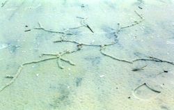 Pencil-sized tunnels caused by some type of burrowing animal caused a series of hieroglyphic appearing designs on the beach. Image