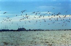 Shorebirds taking to the air. Image