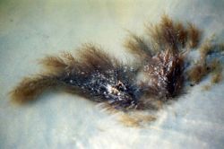 Marine algae in shallow waters of the Gulf of Mexico. Image
