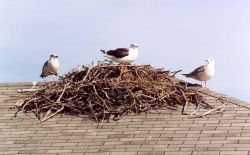 Gulls on osprey nest atop a boat house. Photo
