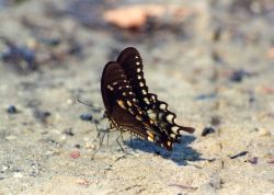 Butterfly on the beach. Image