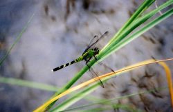Eastern pondhawk dragonfly - Erythemis simplicicollis. Image