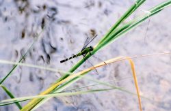 Eastern pondhawk dragonfly - Erythemis simplicicollis. Image