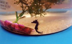 Young seahorse found in the Patuxent River. Image